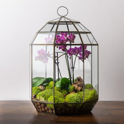 SuperMoss (90406) Glass Terrarium – Modern Glass Planter for Indoor Plants, Succulents, Air Plants & DIY Terrarium Kits, 10.6” x 14.5”, Solarium
