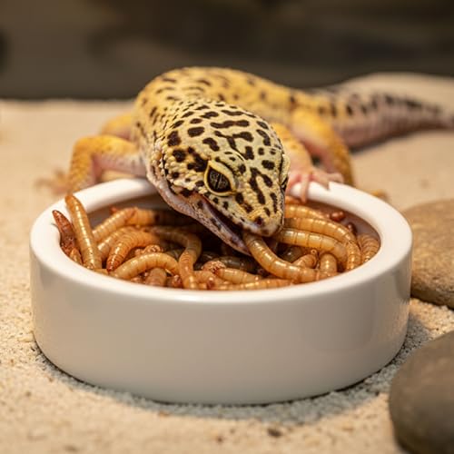 Escape-Proof Reptile Food Dish Bowl, Ceramic Reptile Feeding Dish & Small Animal Bowl for Lizard, Leopard Gecko, Hermit Crab, Hamster, Anti Escape Live Food & Water Dish (3x1in) 2PCS