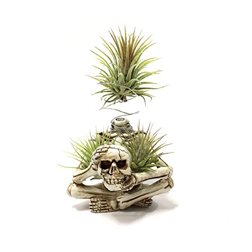 Resin Air Plant Holders,Tilandsia Container,Gothic Skeleton Planter,Halloween Plant Pot,Tillandsia Pot, Skull Table Top Display Planters for Air Plants and Other Mini Plants - size: 3.14 x 2.75 x 2.55''