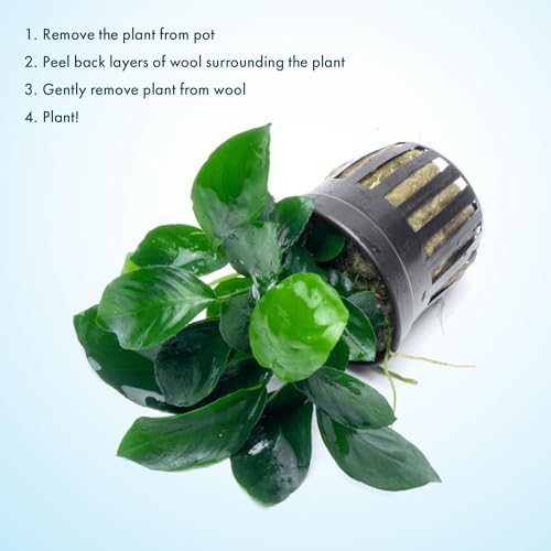 Anubias Live Aquarium Plants - Potted Freshwater Plant for Fish Tanks, Terrariums - Beginner Friendly Low Light (Barteri Broad Leaf, 3 Pots) - color: Barteri Broad Leaf, size: 3 Pots