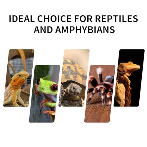 Mini Reptile Glass Terrarium Tank 8"*8"*10" Full View with Front Opening Door,Amphibians Enclosure Habitat Cage for Leopard Gecko Tarantula Young Lizard Hermit Crab Frog Insects Breeding - size: 8x8x10 inch