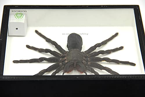 Real Giant Bird Eating Tarantula EURYPEIMA SPINCRUS Spider Taxidermy Transparent Boxed Display (Black Wooden Box) - color: Black Wooden Box