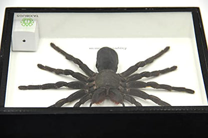 Real Giant Bird Eating Tarantula EURYPEIMA SPINCRUS Spider Taxidermy Transparent Boxed Display (Black Wooden Box) - color: Black Wooden Box