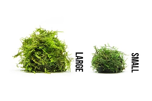 Live Aquarium Plants on Driftwood, Lava Rock, Moss, Fiber Mat - Freshwater Fish Tanks - Easy, Beginner Friendly (Weeping Moss, (Large Cup)) - color: Weeping - Large Cup, size: 1 Pack