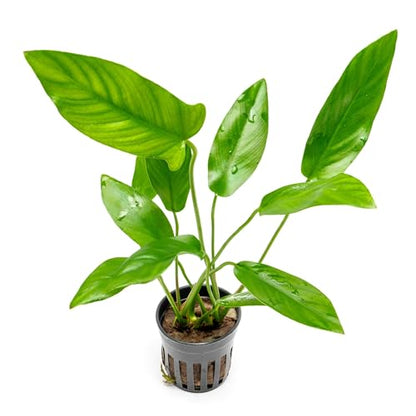 Live Plants – Anubias Hastifolia (Anubias hastifolia) – Low to Moderate Light, Medium to Dark Green Arrow-Shaped Leaves, Midground to Background Tank Placement - Pot, 3 Pack - color: Anubias Hastifolia, size: 3 Pots