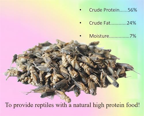Classic Flock 3.5oz Freeze-Dried Cricket, High Protein Reptile Food | Ideal for bearded dragons, Amphibian, lizards, birds, fish, hedgehogs, mess-free feeding, retain full nutrition