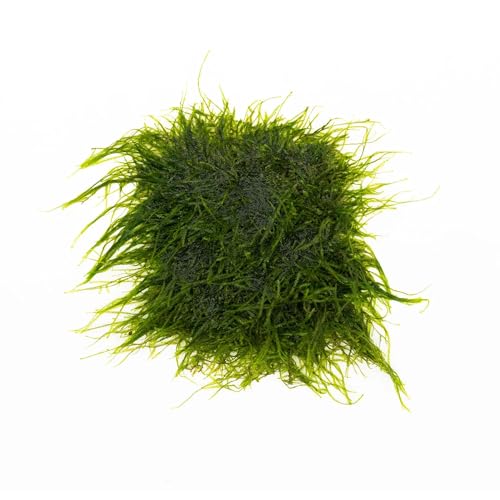 Live Aquarium Plants on Driftwood, Lava Rock, Moss, Fiber Mat - Freshwater Fish Tanks - Easy, Beginner Friendly (Spiky Moss on Stainless Steel) - color: Spiky - Stainless Steel, size: 1 Pack