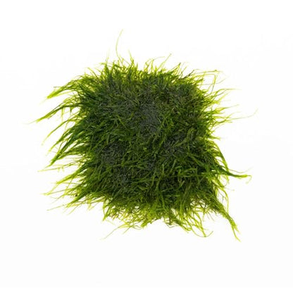Live Aquarium Plants on Driftwood, Lava Rock, Moss, Fiber Mat - Freshwater Fish Tanks - Easy, Beginner Friendly (Spiky Moss on Stainless Steel) - color: Spiky - Stainless Steel, size: 1 Pack