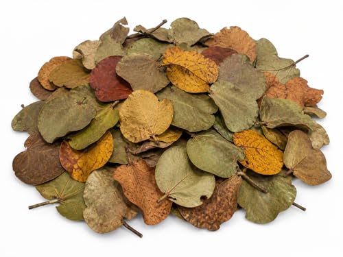 40 Natural Sea Grape Leaves from Florida Preserve – Organic, Chemical-Free Leaf Litter for Terrariums, Hermit Crabs, Reptiles & Crafts – Large Assorted Sizes (2- Gallon Bags)