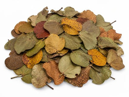 40 Natural Sea Grape Leaves from Florida Preserve – Organic, Chemical-Free Leaf Litter for Terrariums, Hermit Crabs, Reptiles & Crafts – Large Assorted Sizes (2- Gallon Bags)