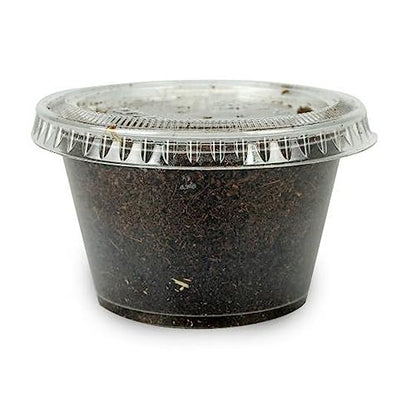 Josh's Frogs Bearded Dragon Live Feeder Insect Bundles (Juvenile)