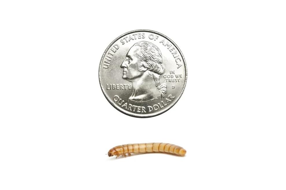 50 Large Live Mealworms Nutritious Live Reptile Food, Ideal for Reptiles, Packed with Protein, Perfect for Bearded Dragon, Amphibians, Fish and Chickens, Enhances Foraging Instincts - size: 1 Count (Pack of 50), style: Large