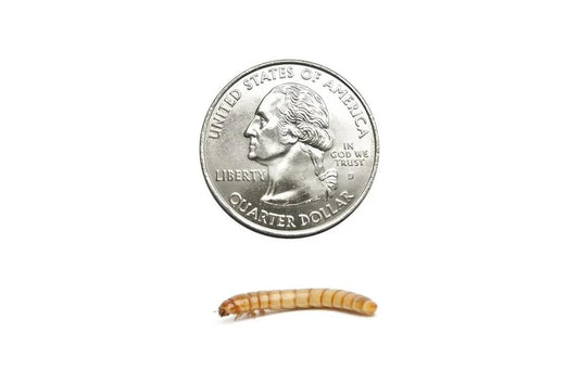 1000 Large Live Mealworms Nutritious Live Reptile Food, Ideal for Reptiles, Packed with Protein, Perfect for Bearded Dragon, Amphibians, Fish and Chickens, Enhances Foraging Instincts - size: 1 Count (Pack of 1000), style: Large