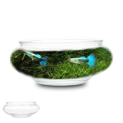 Flower Glass Vase Bowl Terrarium Succulent Planter: Glass Vase Bowl Hydroponic Planter Floral Container Fish Clear Bubble Floating Candle - size: 15.00X15.00X6.00CM