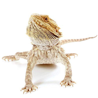 Healthy Herp Dragon Treat Grasshoppers - Nutritious Turtle Food 0.56oz(16g) | Bearded Dragon Tank Accessories - for Bearded Dragons, Box Turtles, Aquatic Turtles