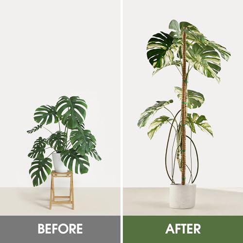 3 Pack Moss Pole 63 Inch Monstera Plant Sticks Support Tall Long Stakes | Climbing Indoor Large Bendable Handmade DIY Shape Grow Upwards - color: 3 Pack