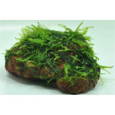 Christmas Moss On Lava Rock Live Aquarium Plant Freshwater Aquatic Moss Buy 2 G 1