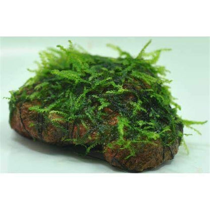 Christmas Moss On Lava Rock Live Aquarium Plant Freshwater Aquatic Moss Buy 2 G 1