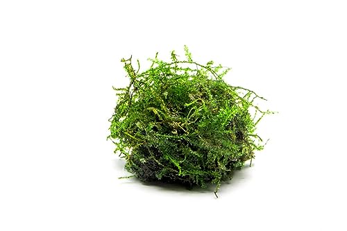 Live Aquarium Plants on Driftwood, Lava Rock, Moss, Fiber Mat - Freshwater Fish Tanks - Easy, Beginner Friendly (Weeping Moss, (Large Cup)) - color: Weeping - Large Cup, size: 1 Pack