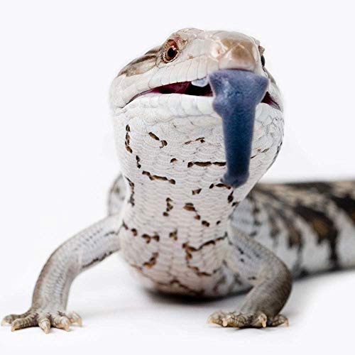 Healthy Herp Dragon Treat Grasshoppers - Nutritious Turtle Food 0.56oz(16g) | Bearded Dragon Tank Accessories - for Bearded Dragons, Box Turtles, Aquatic Turtles