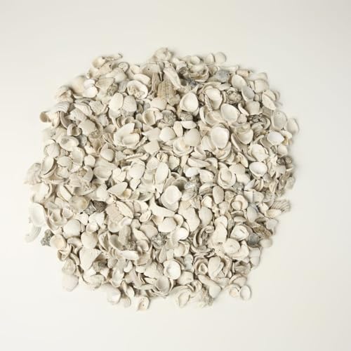 32 oz Jug of Natural Small Seashells with Pieces, ⅛-½ inch Size, for Indoor Outdoor Decor, vase Filler, Candles, Art, Crafts, Aquariums, Gardens, planters, tablescapes, terrariums - color: Natural Seashell, size: Small