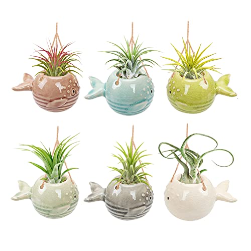 6 Pack Air Plant Holder Unique, Cute Pufferfish Air Plant Hanger Wall Planter, Ceramic Tillandsia Airplants Holders Hanging Wall Decor for Home Office (Pufferfish-Small (3.2 x 2 in)) - size: Pufferfish-Small (3.2 x 2 in)