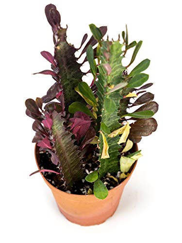 Josh's Frogs Desert Plant Kits for Arid Bioactive Terrariums (Small) - size: Small