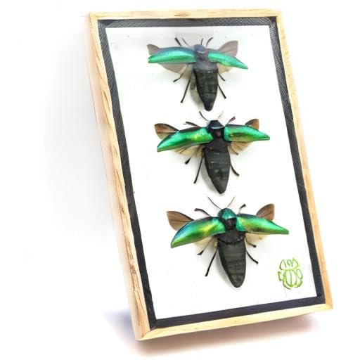 Jewel Beetle Mounts Insect Animals Taxidermy in Framed (3 Sternocera Aeguisignata) - style: 3 Sternocera Aeguisignata