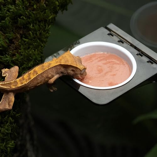 Magnetic Gecko Ledge, Reptile Feeder Ledge with 1 Feeding Cup, Reptile Food & Water Bowl for Arboreal Reptiles, Tree Frogs, Geckos, Beetles, Chameleons - color: Single Bowl