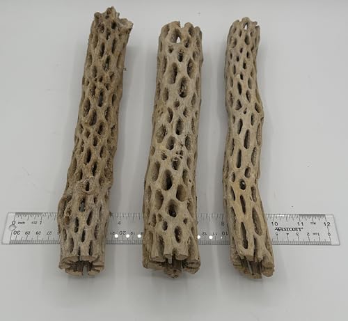 Awesome Aquatic XL Cholla Wood Tubes, Teddy Cane, 12" x up to 2" | XL Hideouts • Hollow tubes • Natural biofilm surface • Secure hideouts • Shrimp plecos hermit crabs reptiles • Natural décor - size: XL 12 in x up to 2 in Diameter
