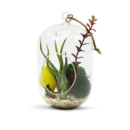 WGV Hanging Glass Plant Terrarium Bulk, Width 5", Height 8", Lantern DIY Air Succulent Planter Clear Tea Light Votive Candle Holder, Wedding Event Office Home Outdoor Decor, 3 Pieces