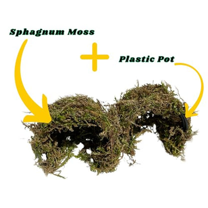Snail Hideout for Pet Land Snails Snail Mansion – Natural Sphagnum Moss Shelter with Non-Toxic Plastic Core | Humid Hiding Spot for Snail Terrariums | Soft, Shell-Safe & Eco-Friendly Snail House