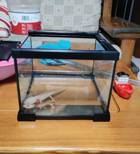 AWXZOM Mini Reptile Glass Terrarium Tank, cage for Tarantula Sling Geckos, Frog, Lizards, Chameleons,Turtles Snake Snail Insect Hermit Crab Isopods Reptiles Enclosure (7.9x7.9x5.7inch) - size: 7.9x7.9x5.7inch