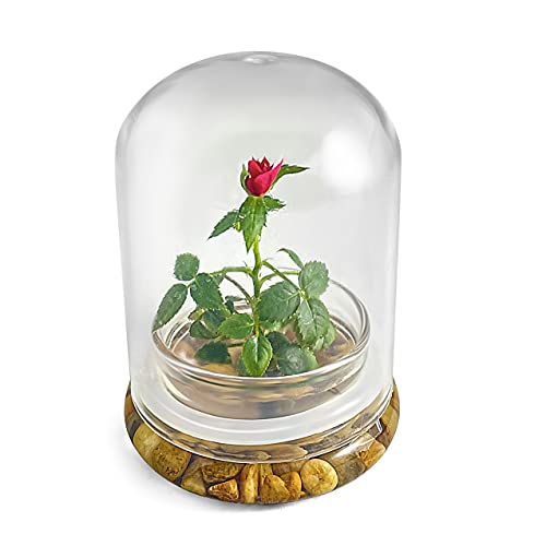 Bloomify Live Rose Terrarium, Miniature Rose in Self Sustaining Glass Jar, Maintenance Free, Great Unique Gift and Home Decor.