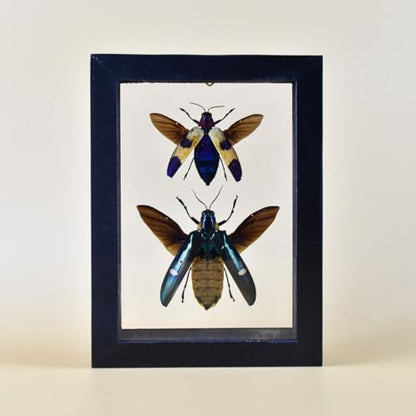 Jewel Beetle Mounts Insect Animals Taxidermy in Framed (Megaloxantha Bicolor& Chrysochroa Buqueti Rugicollis) - style: Megaloxantha Bicolor& Chrysochroa Buqueti Rugicollis