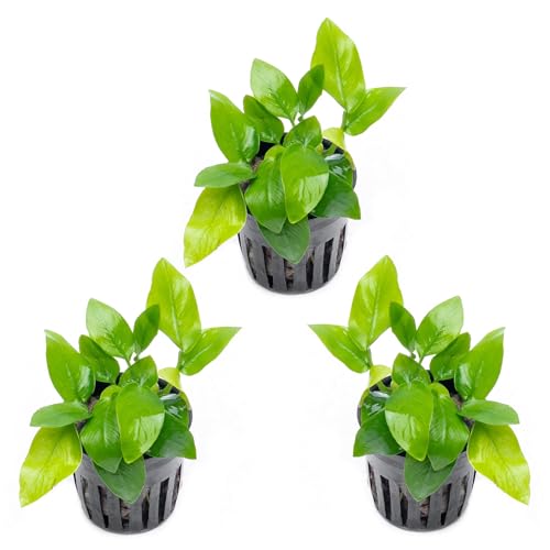 Anubias Live Aquarium Plants - Potted Freshwater Plant for Fish Tanks, Terrariums - Beginner Friendly Low Light (Nana Golden, 3 Pots) - color: Nana Golden, size: 3 Pots