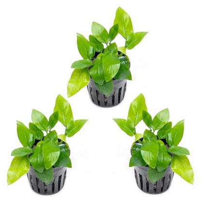 Anubias Live Aquarium Plants - Potted Freshwater Plant for Fish Tanks, Terrariums - Beginner Friendly Low Light (Nana Golden, 3 Pots) - color: Nana Golden, size: 3 Pots