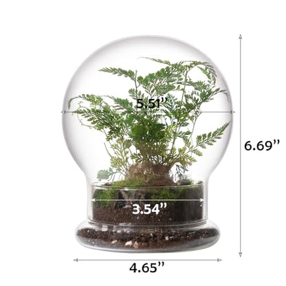WHJY Round Glass Cloche for Indoor Plants Small Terrarium Glass Cloche with Base Mini Cloche Dome with Base for Display Home Decor - size: 6.7"