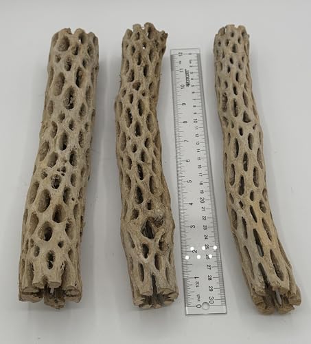 Awesome Aquatic XL Cholla Wood Tubes, Teddy Cane, 12" x up to 2" | XL Hideouts • Hollow tubes • Natural biofilm surface • Secure hideouts • Shrimp plecos hermit crabs reptiles • Natural décor - size: XL 12 in x up to 2 in Diameter