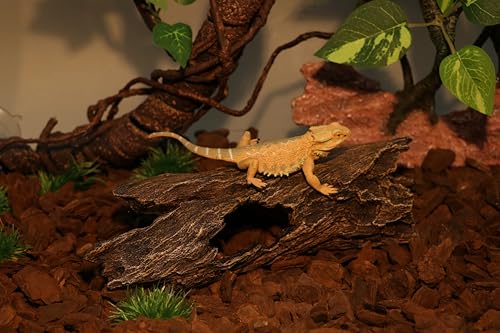 AQUA KT Reptile Hideout Tree Trunk Hollow Log Cork Bark for Lizard Bearded Dragon Snake Chameleon Hermit Crab Leopard Gecko Terrarium Habitat Decoration