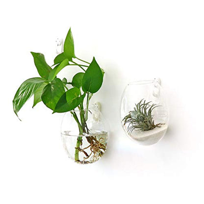 Kingbuy Egg Shaped for Propagating Hydroponic Plants 2 Pack Wall Planter | Borosilicate glass, clear & durable. Egg-shaped wall-mounted vases. Ideal for hydroponics, air plants, cuttings. Great gift. - color: Ellipse Shape