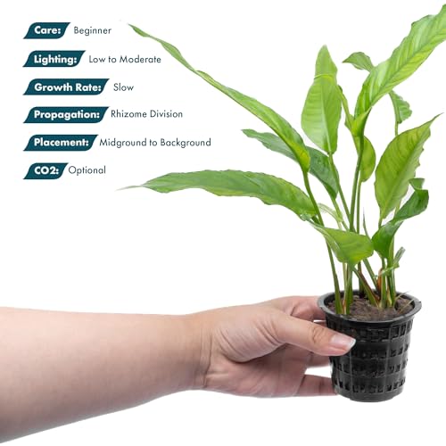 Anubias Live Aquarium Plants - Potted Freshwater Plant for Fish Tanks, Terrariums - Beginner Friendly Low Light (Heterophylla, 3 Pots) - color: Heterophylla, size: 3 Pots