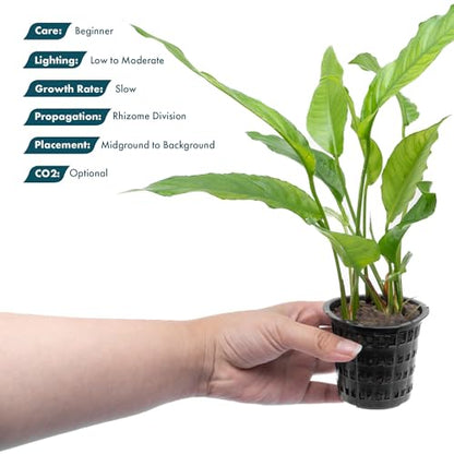 Anubias Live Aquarium Plants - Potted Freshwater Plant for Fish Tanks, Terrariums - Beginner Friendly Low Light (Heterophylla, 3 Pots) - color: Heterophylla, size: 3 Pots