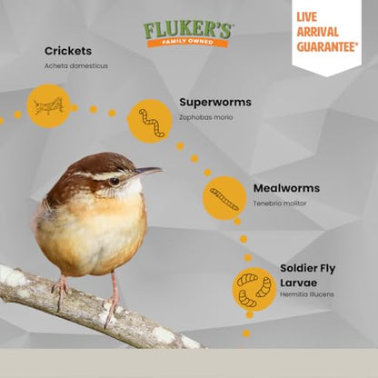 Fluker's Small Live Black Soldier Fly Larvae 500 Count - Reptile and Chicken Food - size: 500 Count (Pack of 1), style: Small, 1/4"