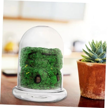POPETPOP Glass Ecosystem Bottle Air Plant Holder DIY Bell Jar Terrarium Kit Decorative Plant Pot Drainage