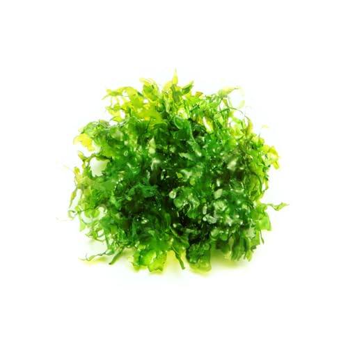 Live Aquarium Plants on Driftwood, Lava Rock, Moss, Fiber Mat - Freshwater Fish Tanks - Easy, Beginner Friendly (Peacock Moss, (Large Cup)) - color: Peacock - Large Cup, size: 1 Pack