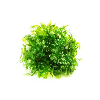 Live Aquarium Plants on Driftwood, Lava Rock, Moss, Fiber Mat - Freshwater Fish Tanks - Easy, Beginner Friendly (Peacock Moss, (Large Cup)) - color: Peacock - Large Cup, size: 1 Pack