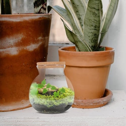 Abaodam Glass Terrarium Jar with Led Light Base, Small Container for Indoor Plants, DIY Micro Landscape Ecosystem Kit for Fish Tank Desktop Decor
