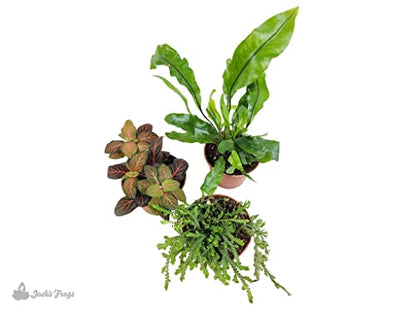 Josh's Frogs Tarantula Vivarium Bioactive Plant Kit (8x8x8 Terrarium) - size: 8x8x8 Terrarium