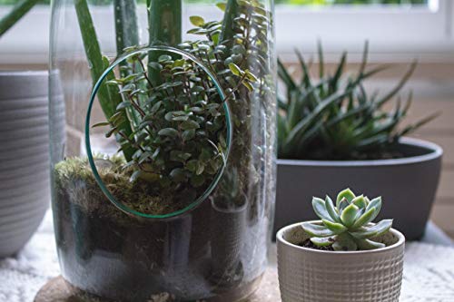 WGV Hanging Glass Plant Terrarium, Width 5", Height 13", Lantern DIY Air Succulent Planter Clear Tea Light Votive Candle Holder, Wedding Event Office Home Outdoor Decor, 1 Piece